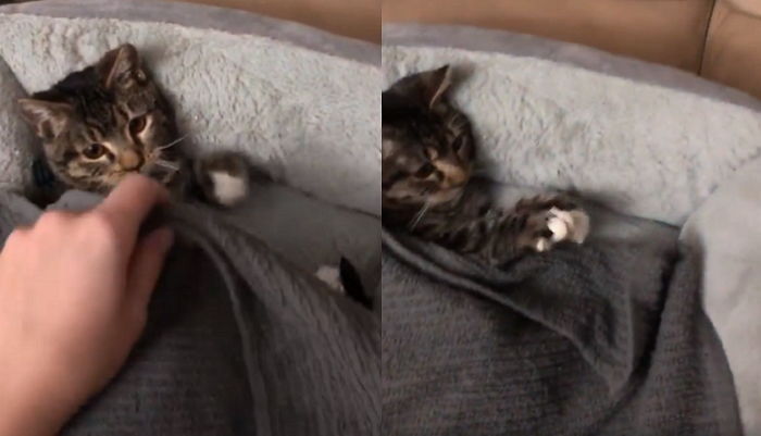 매일 밤 ‘최애 인형’ 품에 꼭 안고 나서야 ‘꿈나라’에 빠지는 아기 냥이