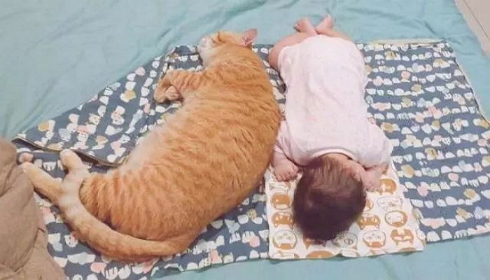 ‘잠버릇’에 뒤척이다 잠든 아기 깨울까 봐 ‘깜놀’해 눈 번쩍 뜬 고양이