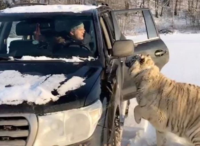 어릴 때 목숨 구해준 아빠 손길만 닿으면 발라당 눕는 ‘큰 고양이’ 백호