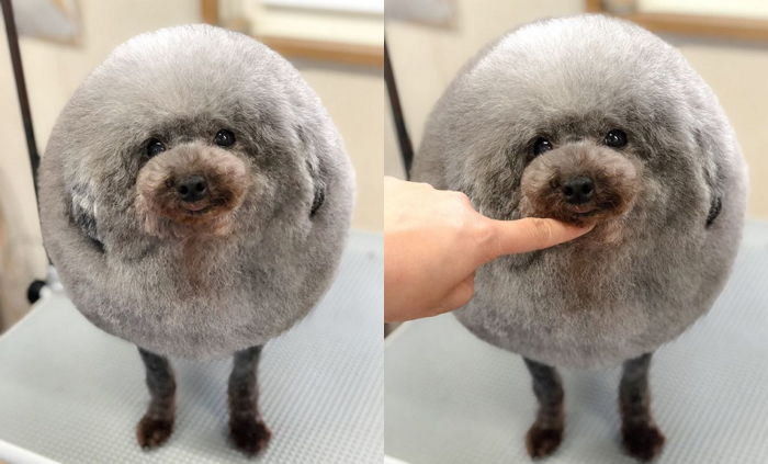 “얼핏 보면 양인 줄”…산책 좋아 데굴데굴 굴러다니는 푸들 댕댕이