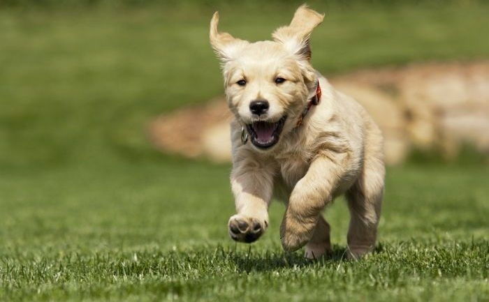 앞으로 동물 학대해 죽이면 최대 징역 ‘3년’ 받는다