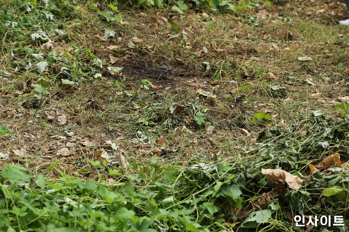 인사이트 / 사진=인사이트