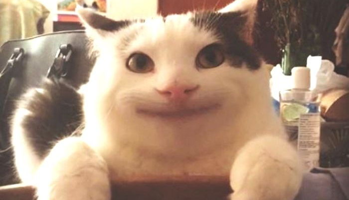 당신이 ‘만점’ 집사임을 증명하는 행복한 냥이들의 행동 5가지