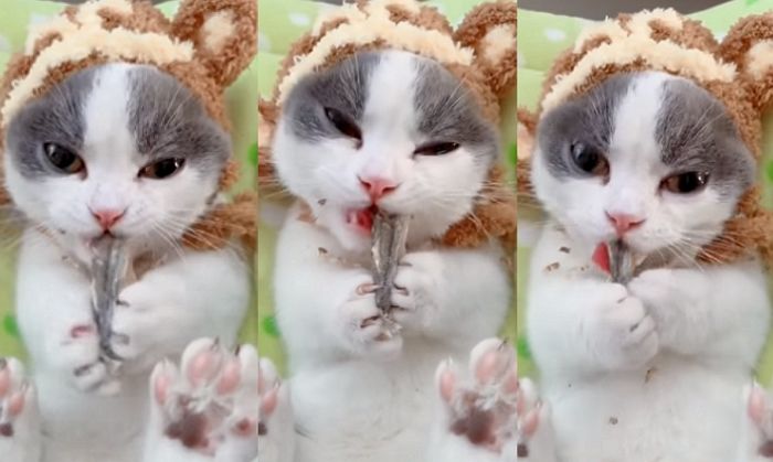 ‘귀르가즘’ 제대로 느낄 수 있는 아기 고양이의 맛깔난 멸치 먹방 ASMR