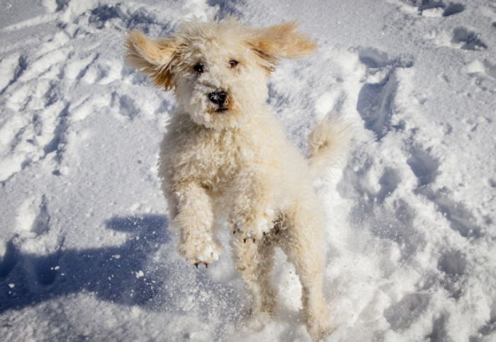 산책만 가면 폭풍 질주하는 댕댕이를 한 번에 ‘진정’시키는 방법 4