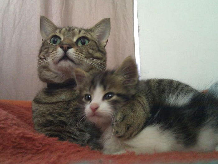 길냥이 보고 첫눈에 반해 집사에게 입양 강요한(?) ‘상남자’ 고양이