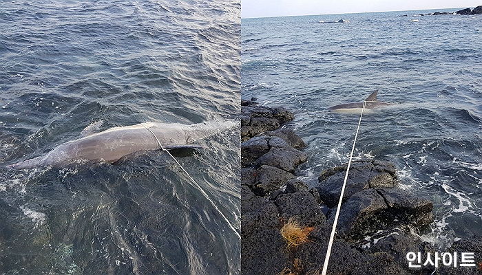 오늘(22일) 제주도 앞바다서 130kg 짜리 ‘참돌고래’가 죽은 채 발견됐다