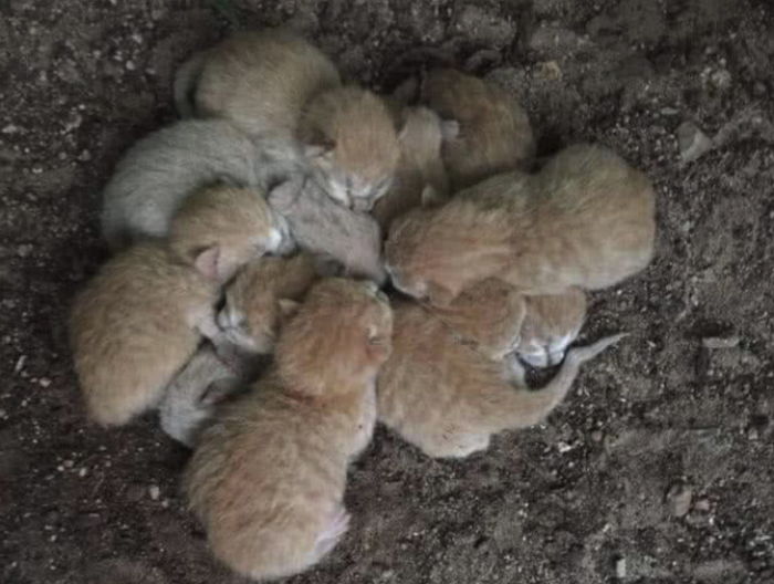 길에서 꼬물이 8마리 ‘줍냥’한 여성이 공개한 ‘양육 일기’