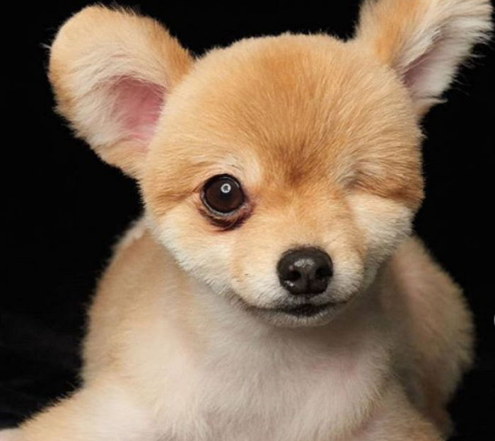 한쪽 눈 잃고 버려진 ‘유기견’ 입양한 새 주인이 남긴 가슴 뭉클한 후기