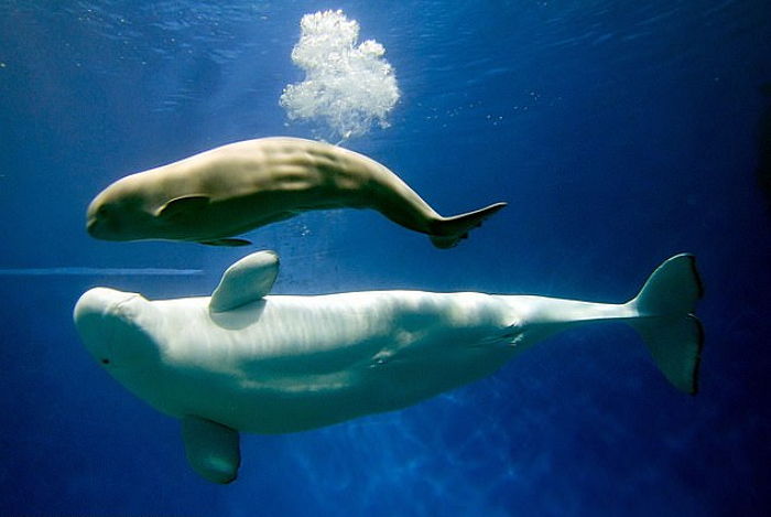 귀요미 ‘벨루가’가 배 속 아기를 ‘출산’하는 경이로운 순간