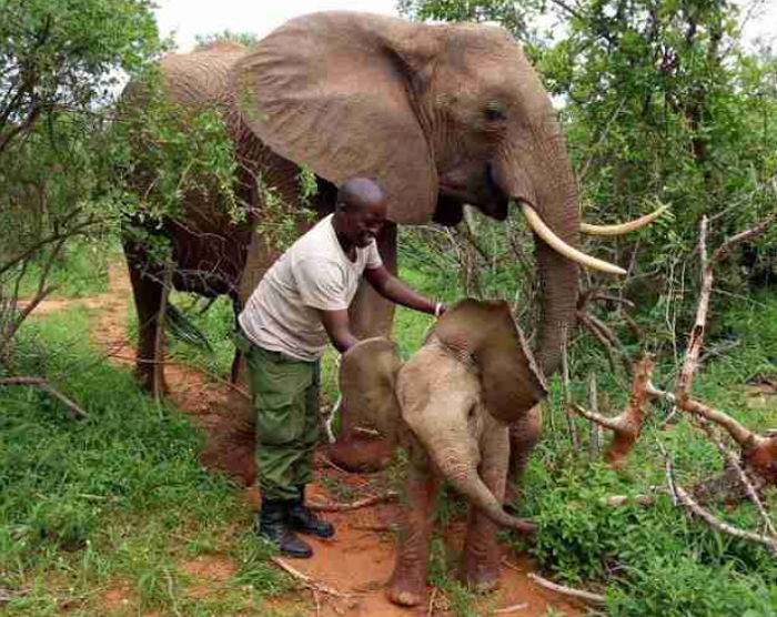 자신 살려준 구조대원에게 새끼 인사시키려 8년 만에 찾아온 ‘엄마 코끼리’