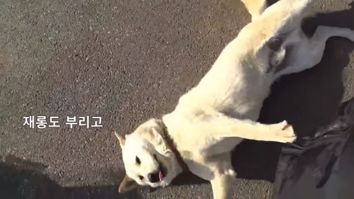 평생 묶여만 지내다 난생처음 산책하게 된 강아지가 보인 가슴 찡한 반응