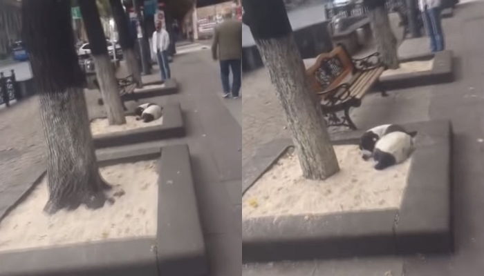 3년 전 잃어버린 반려견과 거리에서 재회하고 눈물 펑펑 쏟은 할아버지