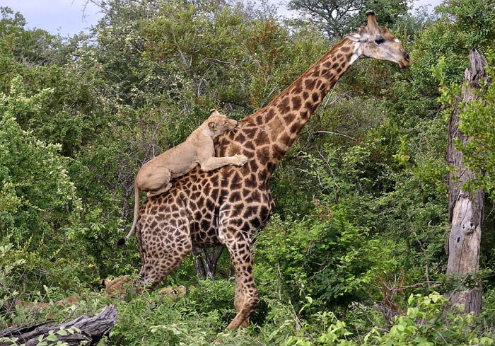 등에 올라탄 사자가 내려갈 때까지 4시간 버텨 결국 살아남은 기린