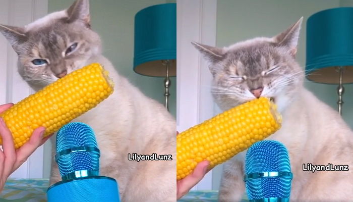 최애 간식 ‘옥수수’ 먹는 ASMR로 집사들 눈에서 하트 나오게 만든 고양이