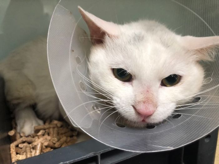 일부러 다리 부러뜨리고 이사 간 주인 때문에 평생 ‘3개’ 다리로 살아야하는 고양이