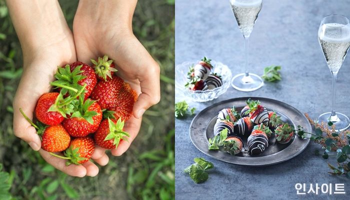 코오롱호텔, 딸기 제철 맞아 ‘딸기 따고 먹고 페스티벌’ 선봬