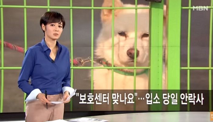 “8년간 키우다 잃어버린 제 강아지가 동물보호센터에서 ‘안락사’ 당했습니다”