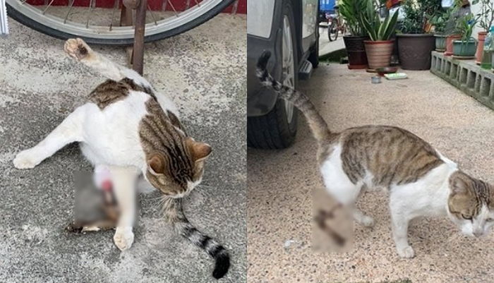 ‘다리뼈’ 훤히 드러나 홀로 죽어가다 극적으로 구조돼 목숨 건진 길고양이