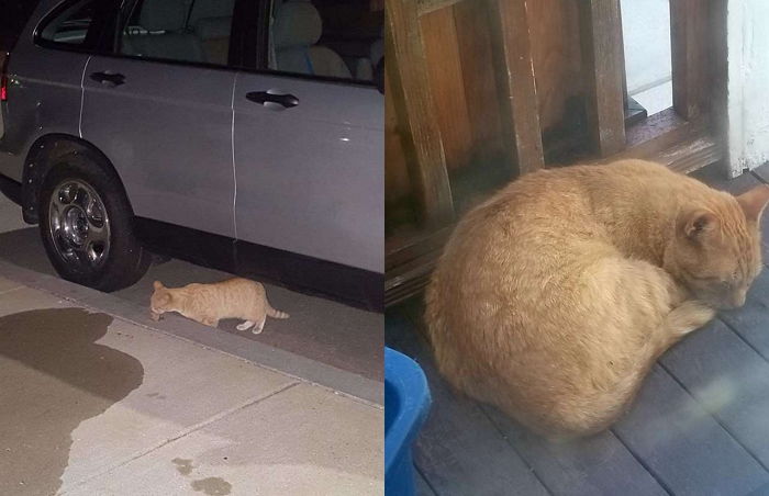 사람만 보면 하악질하다 난생처음 ‘집사 손길’ 받고 개냥이 된 길고양이