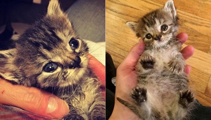 아기 길냥이 입양 전후 ‘온도차’에 서운했던 집사가 공개한 사진