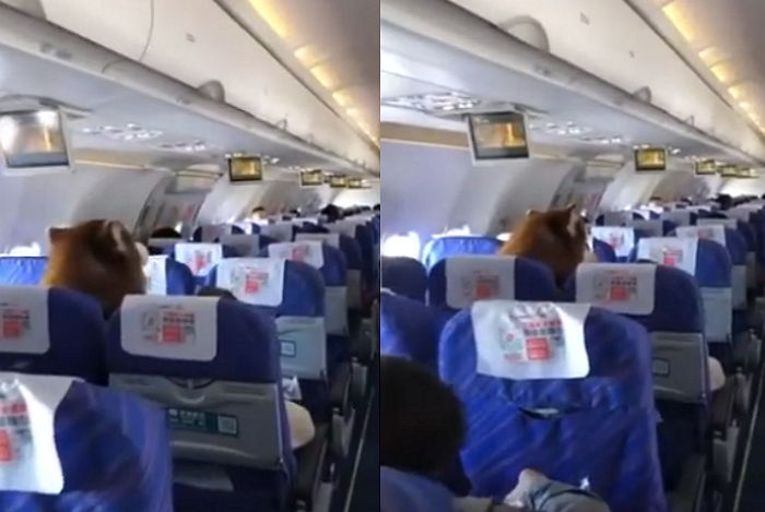 비행기에 주인과 같이 탔다가 사람들 단체로 ‘멘붕’ 빠뜨린 초대형 말라뮤트