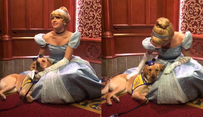 처음 간 디즈니랜드서 인내력 테스트 받다가 ‘신데렐라’보고 광탈한 안내견