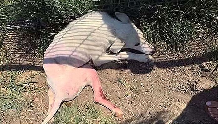 집에서 쫓겨나 온몸에 상처 입고도 주인 보자마자 ‘꼬리’ 흔든 강아지