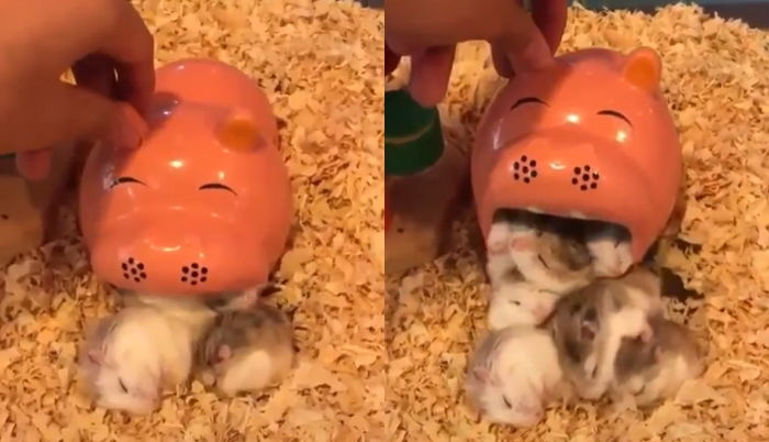 빈틈 없이 파고든 집에서 우르르 쏟아져 나와 ‘액체설’ 증명한 햄찌 형제들