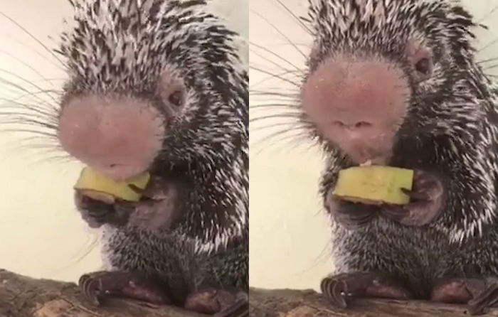 바나나 손에 꼭 쥐고 ‘챱챱챱’ 폭풍 먹방하는 ‘귀요미’ 호저 ASMR