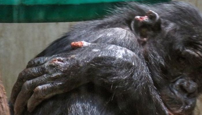 친구들에 ‘왕따’당하는 침팬지 보호 대신 ‘안락사’하겠다는 동물원