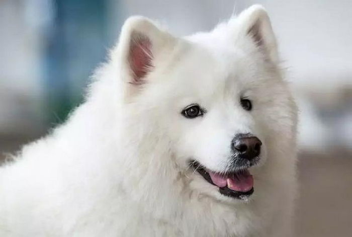 “해골같이 말랐던 유기견이 입양 반년 만에 대형견 사모예드로 변신했습니다”