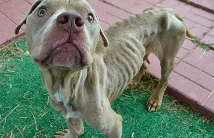 이사간 주인 기다리다 ‘뼈’만 남은 강아지 진료한 수의사가 한 말