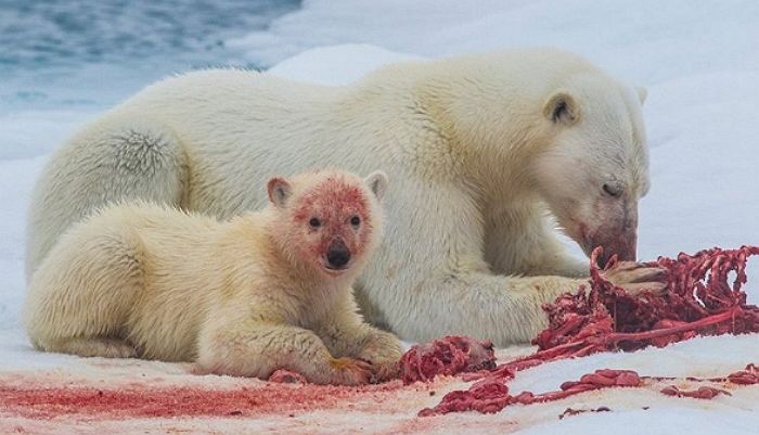 새끼 배부르게 먹이고 뼈에 붙은 살점 겨우 찾아 먹는 어미 북극곰