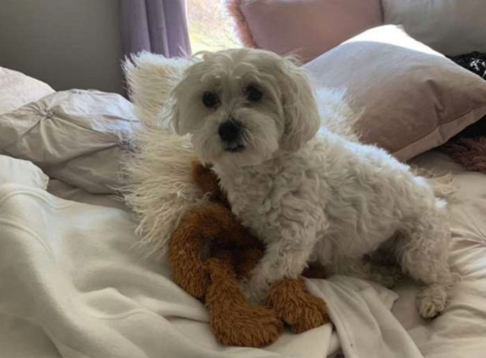 최애 장난감 망가져 주인이 응급수술해주자 걱정돼 ‘병문안’ 온 댕댕이들