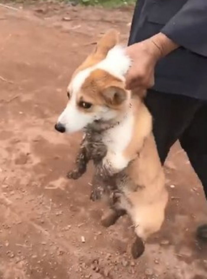 주인 몰래 진흙탕서 뒹굴다 딱 걸려 멱살 잡혀 끌려가는 코기의 최후