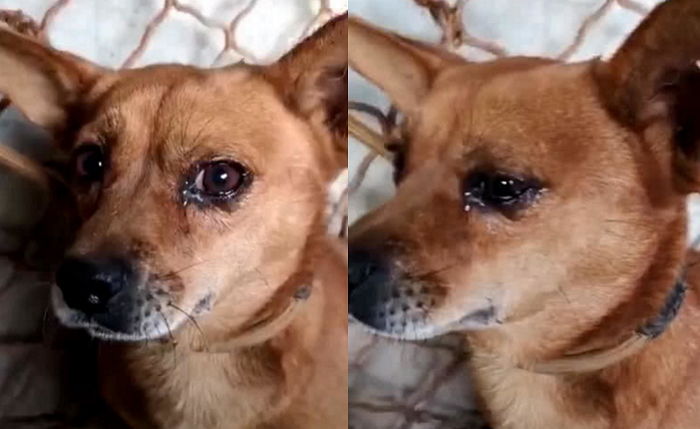 자신 데려가달라고 눈물 그렁그렁 맺힌 유기견은 새끼 품은 ‘어미개’였다