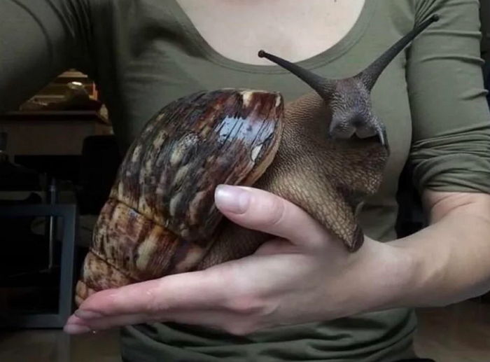 “귀엽다 vs 징그럽다” 한 번 보면 빠져드는 ‘중독성甲’ 반려 달팽이