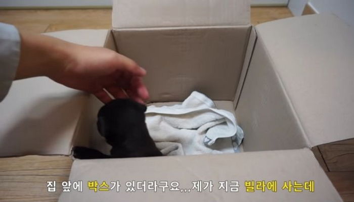 “길에서 유기견 주웠다”며 조회수 뽑아 돈 벌려다 네티즌 수사대에 딱 걸린 유튜버