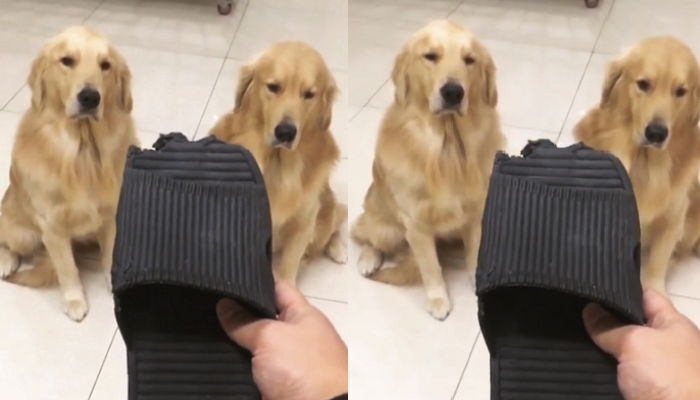 슬리퍼 물어뜯다가 주인에게 딱 걸려 벽 보고 반성 중인 ‘인절미’ 형제