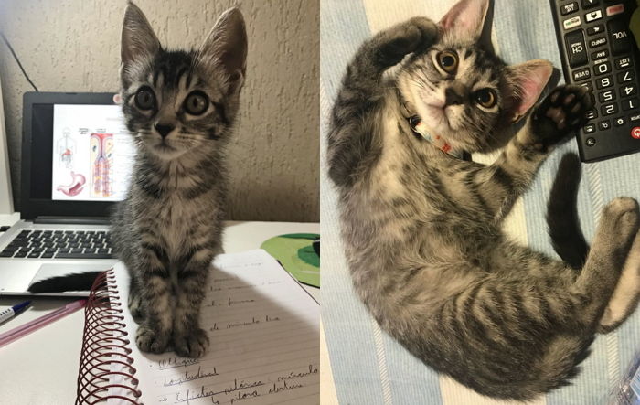 “뒷마당에서 주운 아깽이 딱 ‘이틀’만 보살펴주려 했는데 아직도 데리고 있습니다”