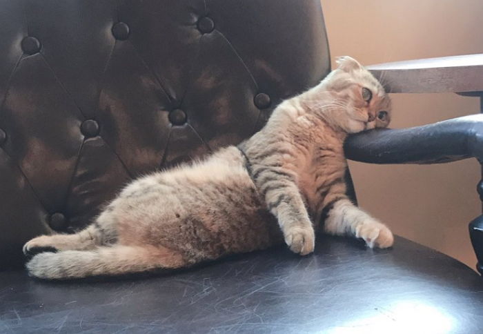 ‘고양이 카페’서 닝겐이랑 놀아주다가 지쳐 쓰러진 고양이의 현실 표정