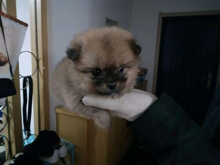 “칼바람 부는 날 집 앞에서 덜덜 떠는 강아지를 구조했습니다”