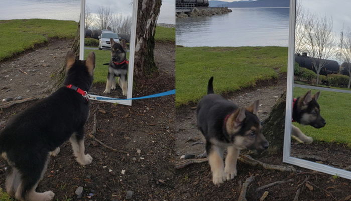 생후 9주 만에 시한부 선고받은 강아지 ‘마지막 소원’ 이뤄주려 달려온 시민 100명