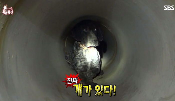 온몸 곳곳에 ‘탄환’ 박힌 채 추운 겨울 길가에 버려진 강아지