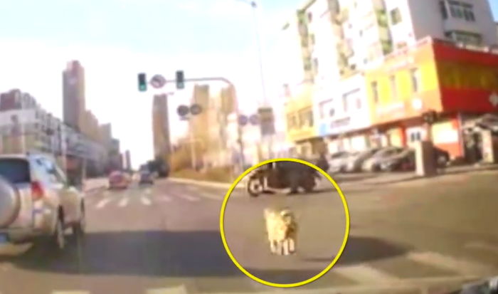 외출하는 아빠와 떨어지기 싫어 ‘4차선 도로’ 폭풍 질주한 반려견