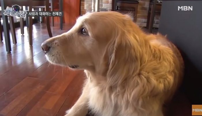 주인님 건강 생각해 담배 피울 때마다 일부러 성질 ‘팍팍’ 내는 천사 댕댕이