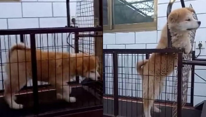 운동 너무 귀찮아 주인 몰래 ‘꼼수’ 부리다 딱 걸린 시바견