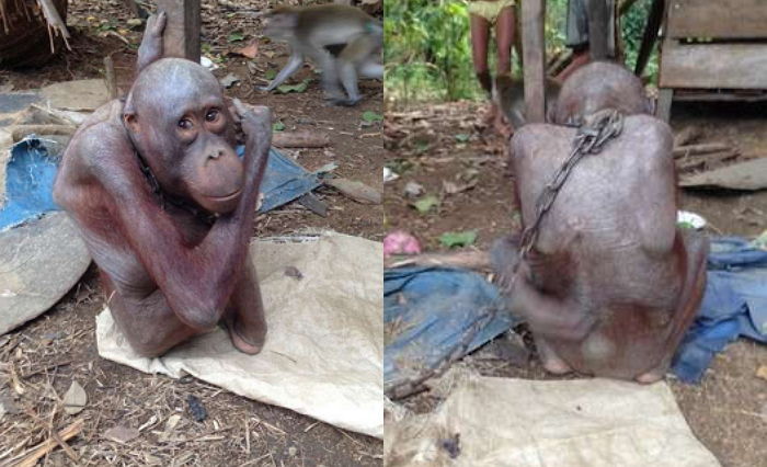 귀엽다고 잡아와 놓고 크니까 징그럽다며 방치한 주인 때문에 뼈만 남은 ‘오랑우탄’