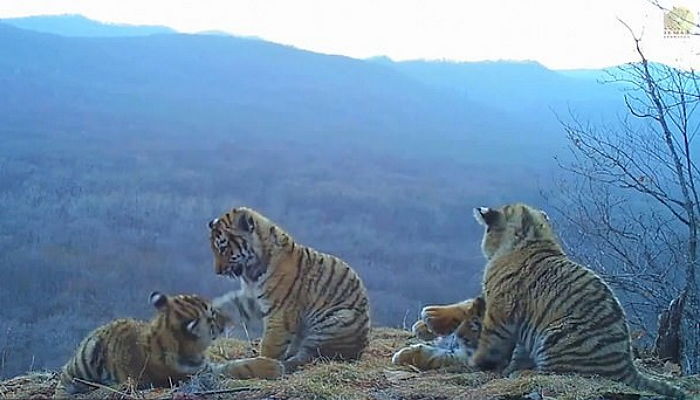 사냥 나간 어미 마중 나왔다가 카메라에 포착된 ‘멸종 위기’ 아기 호랑이 4형제